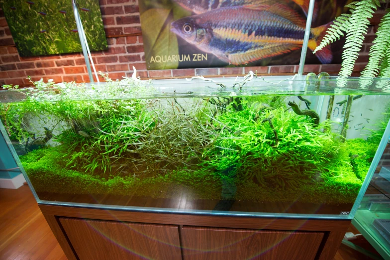 a fish tank is full of various aquatics