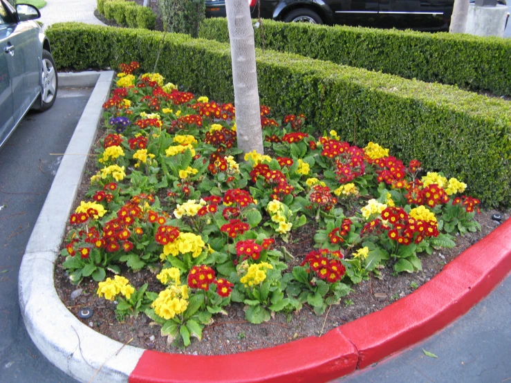 a bunch of flowers and a tree near the curb