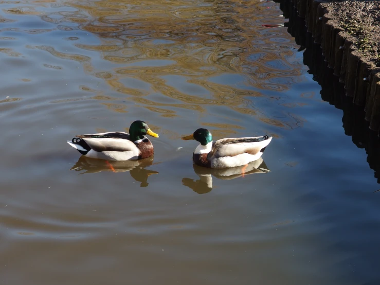 two ducks in a body of water near a brick wall