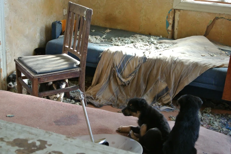 two dogs playing around a messy room