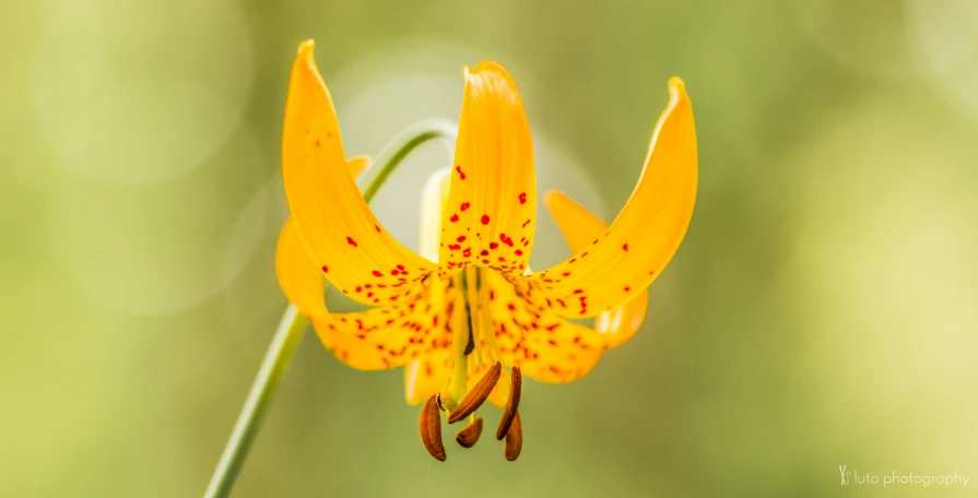 a closeup image of an orange flower