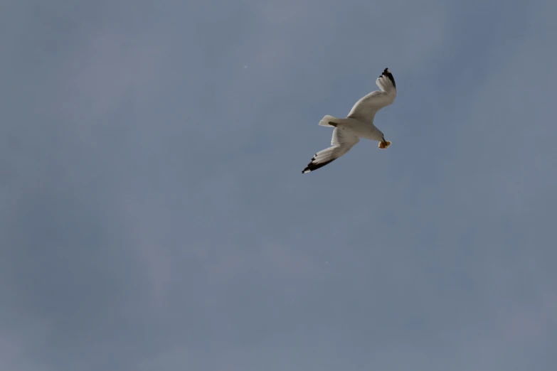 a large white and black bird flying under a blue sky