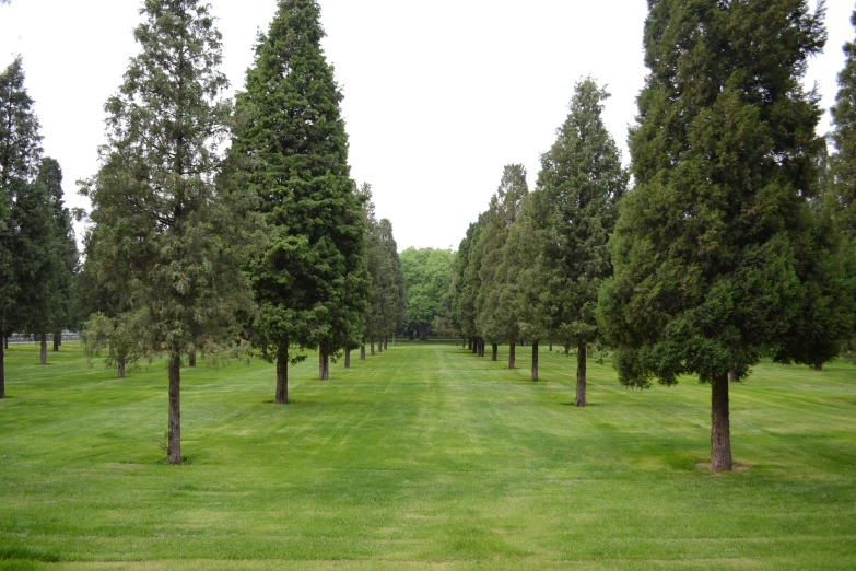 a number of trees on a field of green grass