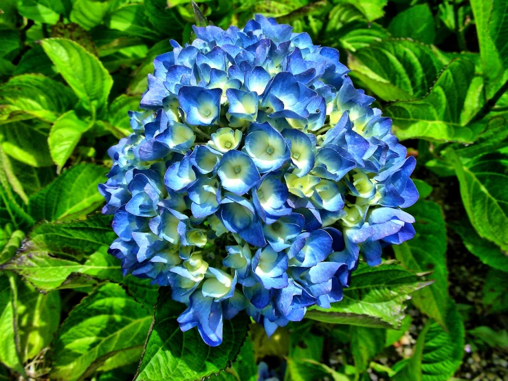 blue flowers are blooming out in the field