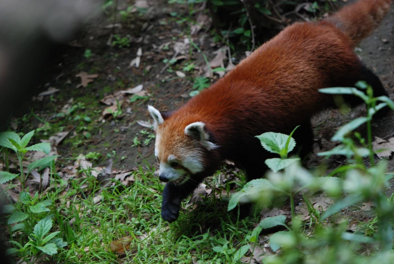 a red panda walks around in the grass