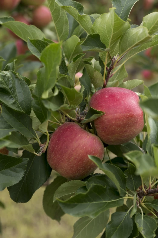 the fruit is on a tree that has green leaves