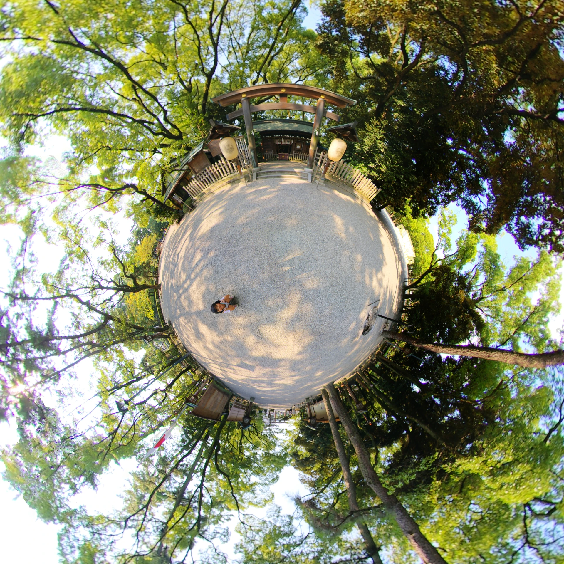 the view from a high level looking up into the trees