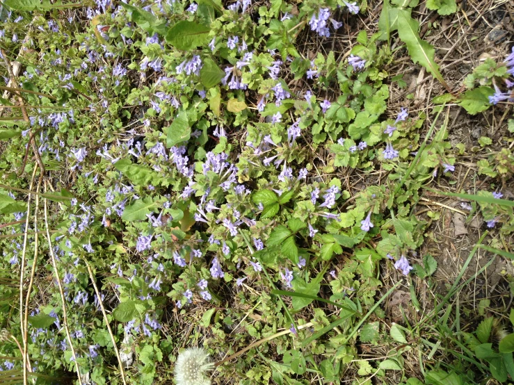 a couple of purple flowers growing on some bushes