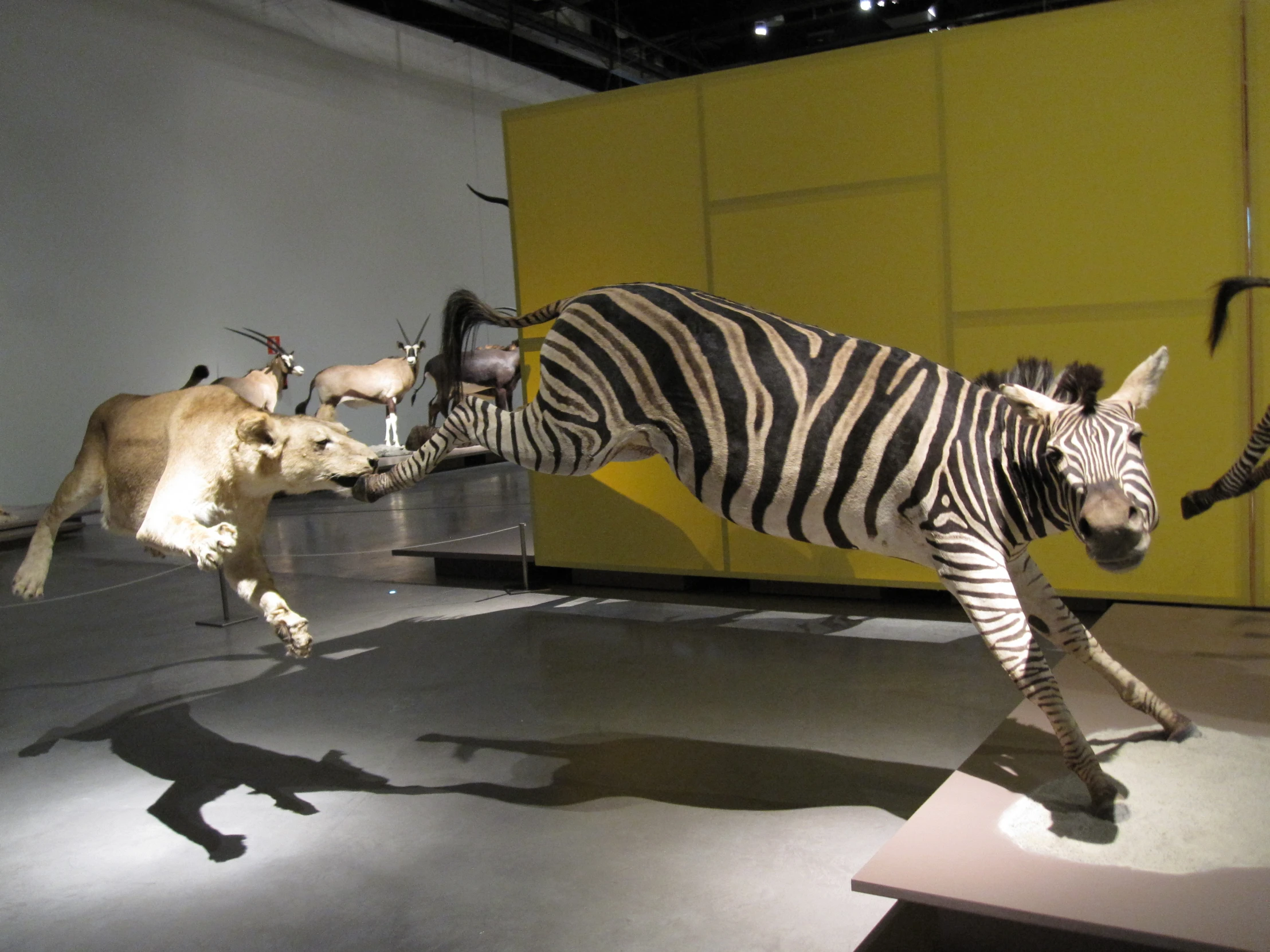 a display of wild animals at a museum