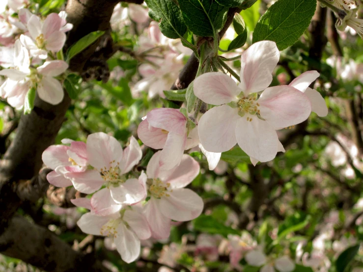 some pretty flowers blooming near some trees