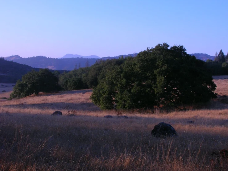 a few animals laying in the tall dry grass