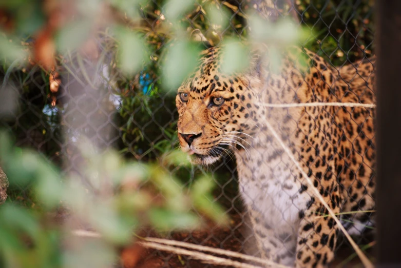 a leopard in the middle of some trees and bushes