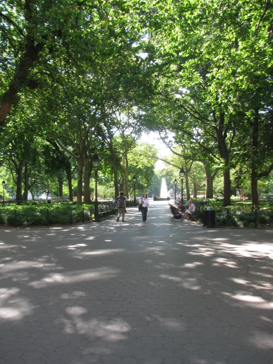 two people walk down an alley lined with trees