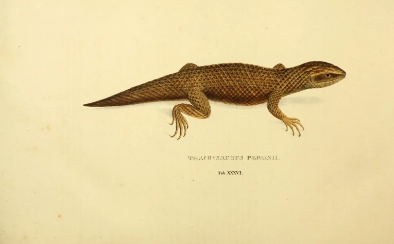 an old drawing of a lizard is shown