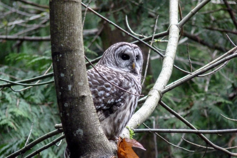 an owl sitting on a nch with a bush in the background