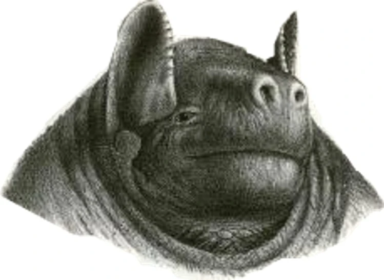 drawing of a hippopotamus