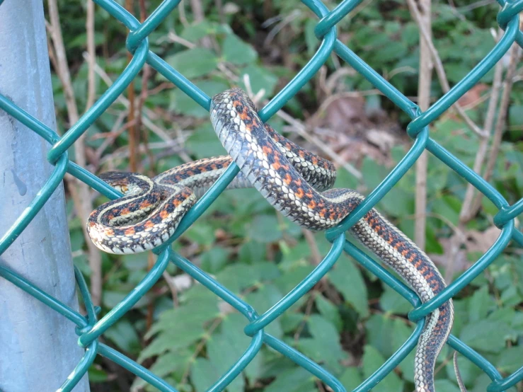 a large snake is on a blue fence