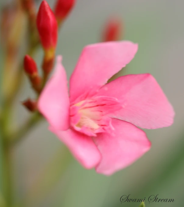 a pink flower with lots of water drops on it