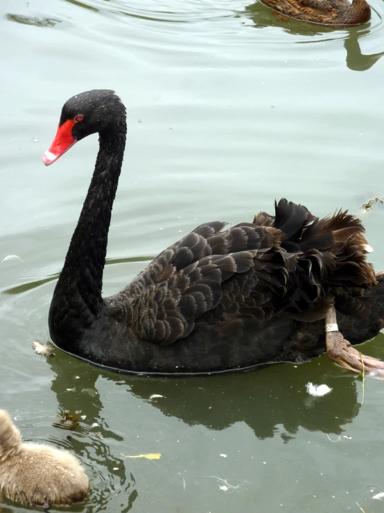 two black swans swimming next to each other
