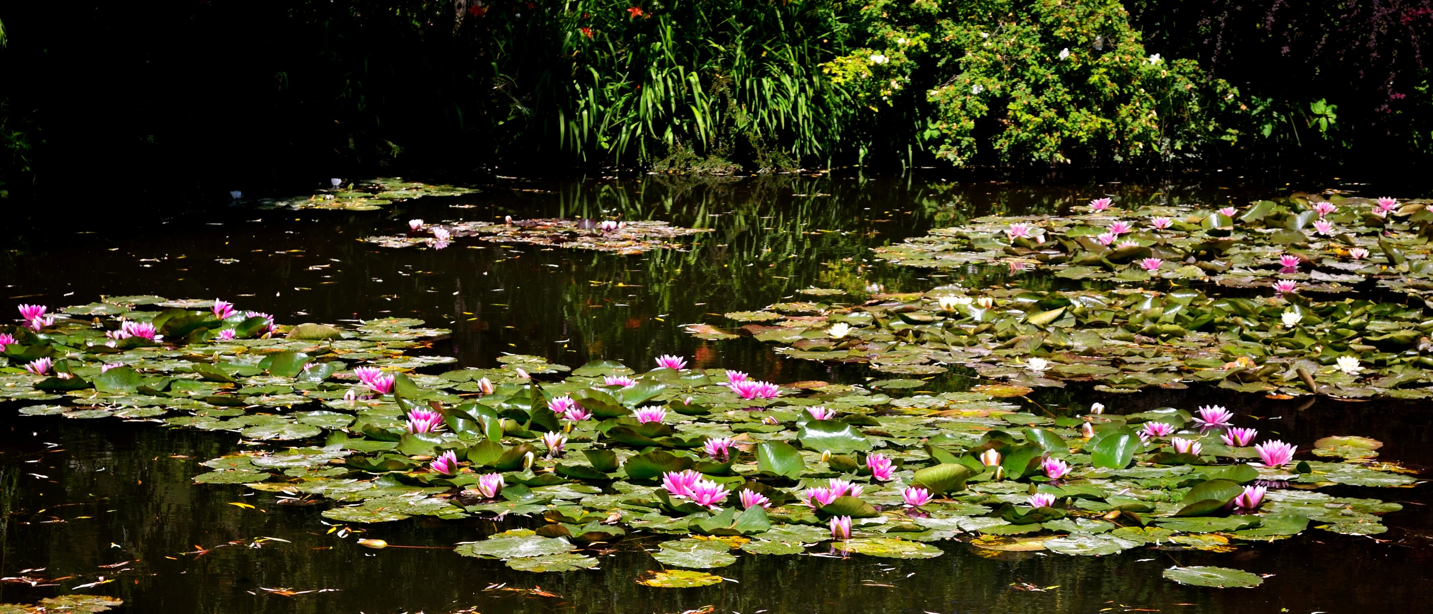 water lillies in a pond are blooming in the sun