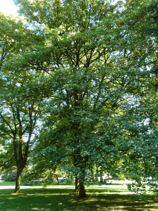 several trees are next to each other in a field