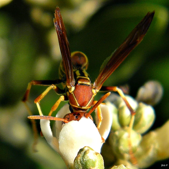 two bugs that are on some plants