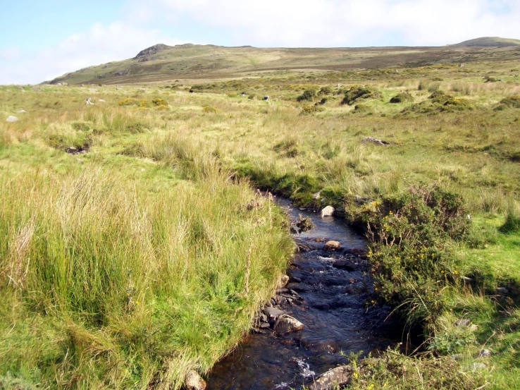 two animals sitting in a small creek that runs through the grass