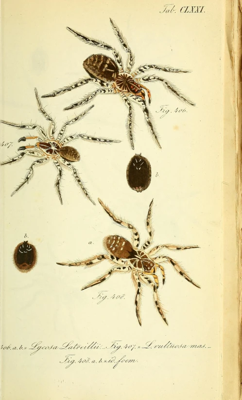 an illustration of spiders sitting on top of each other