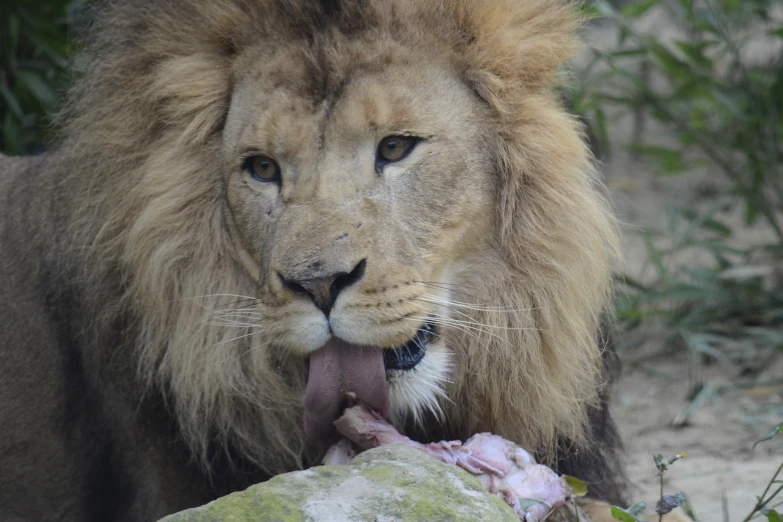 a lion eats a dead animal in the wild