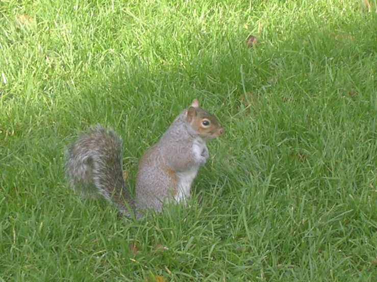 a squirrel is sitting in the grass next to another