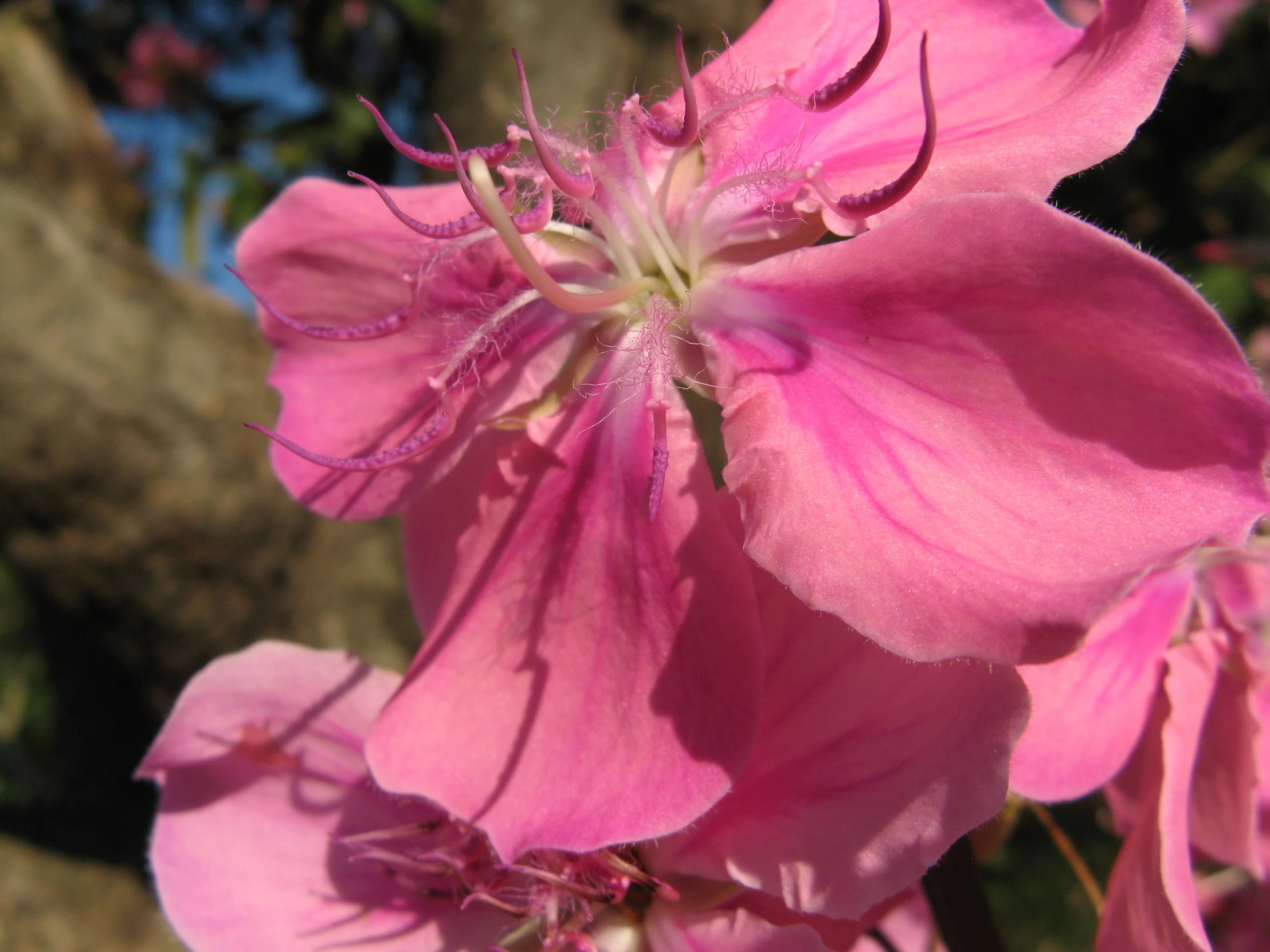 there is a beautiful pink flower in the garden