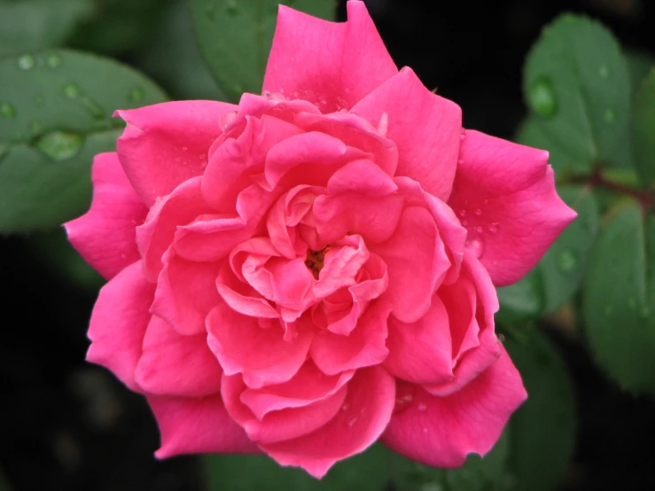 close up of a pink flower and green leaves