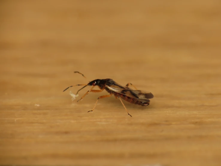 a bug sits on a wood floor for food