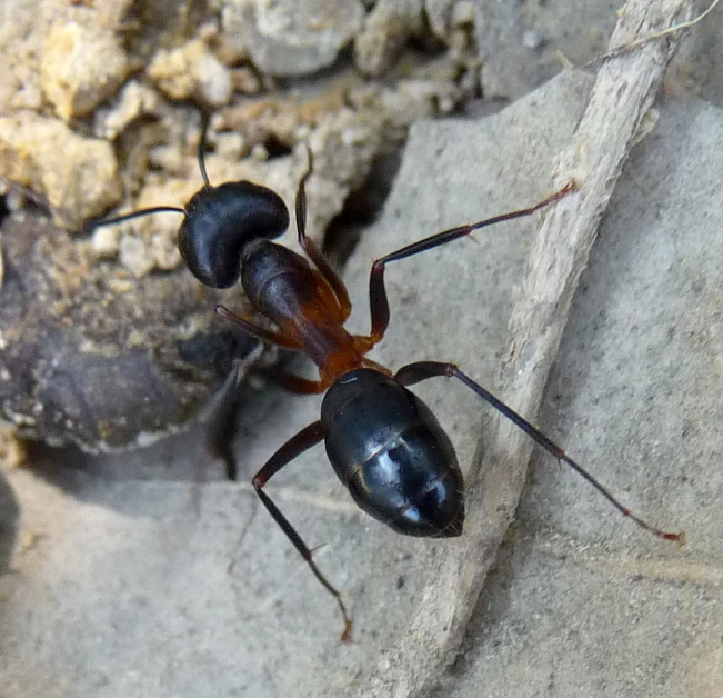 some very big brown bugs by some rocks