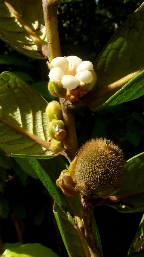 a plant with flowers and buds in the sun