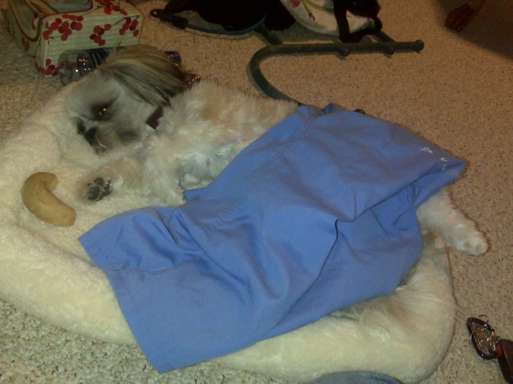 a white dog lying in his bed with a blue shirt