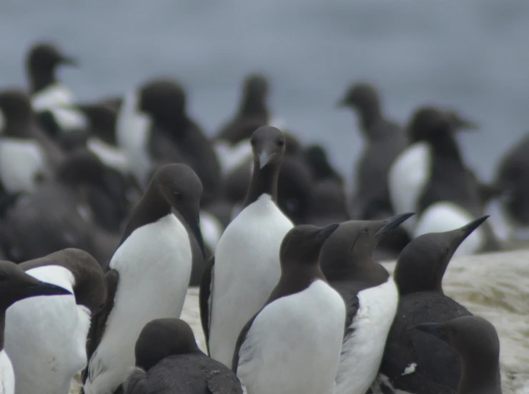 a large group of birds that are standing on the sand