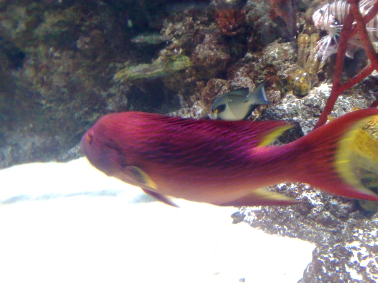 an aquarium fish with its mouth open and other small animals near by