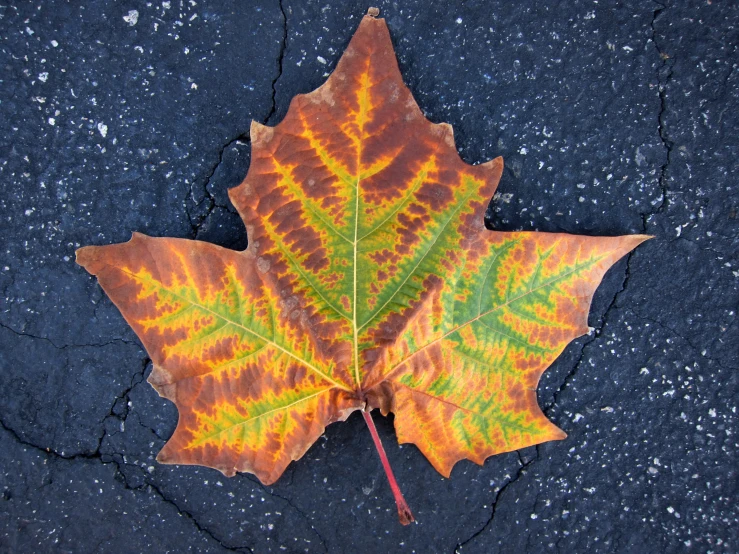 an orange and green leaf laying on concrete