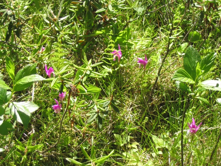 some pink flowers are in the middle of the grass