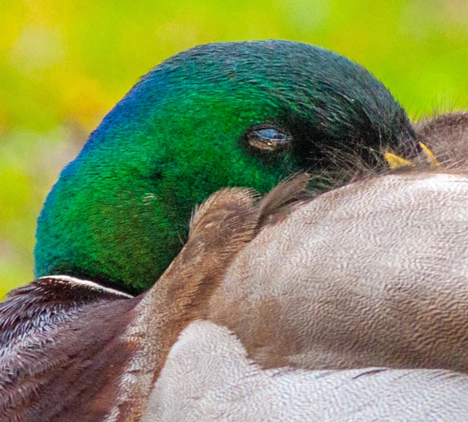 the face of a bird is close to another bird