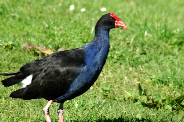 the bird has a very long tail standing in the grass