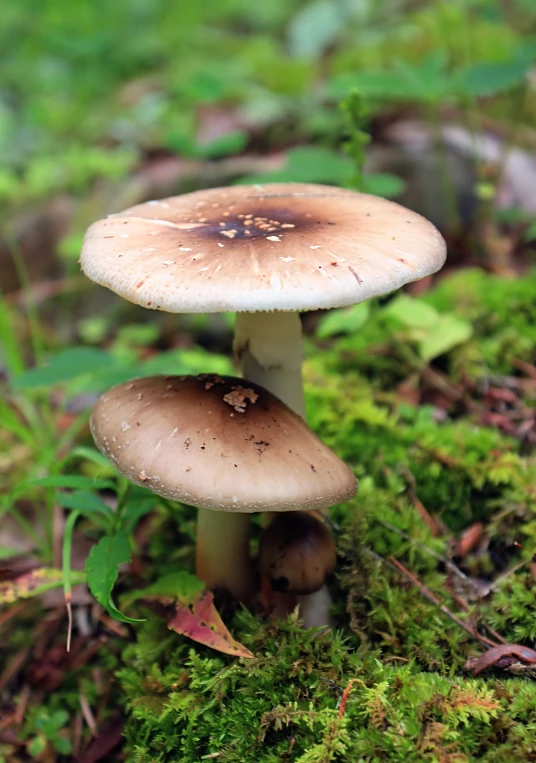 the two mushroom is sitting together in the moss