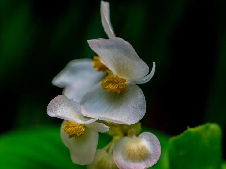 two white and yellow flowers with green leaves