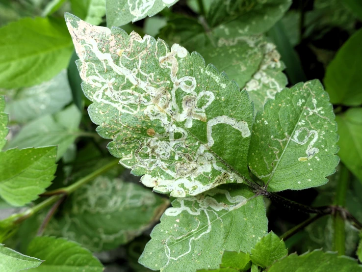 some sort of plant with spots on it