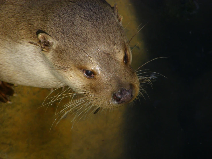 a closeup of an animal head near the water