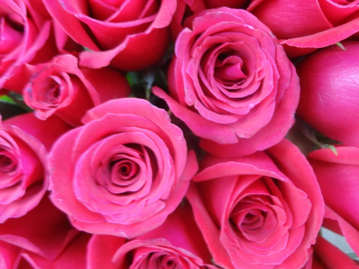 a group of pink roses with many pink petals