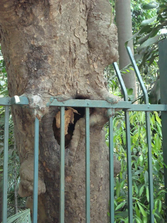 a tree trunk with the bark still cut from it