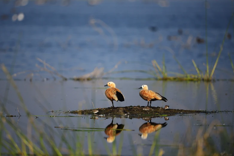 two birds sitting on the end of a log in the water