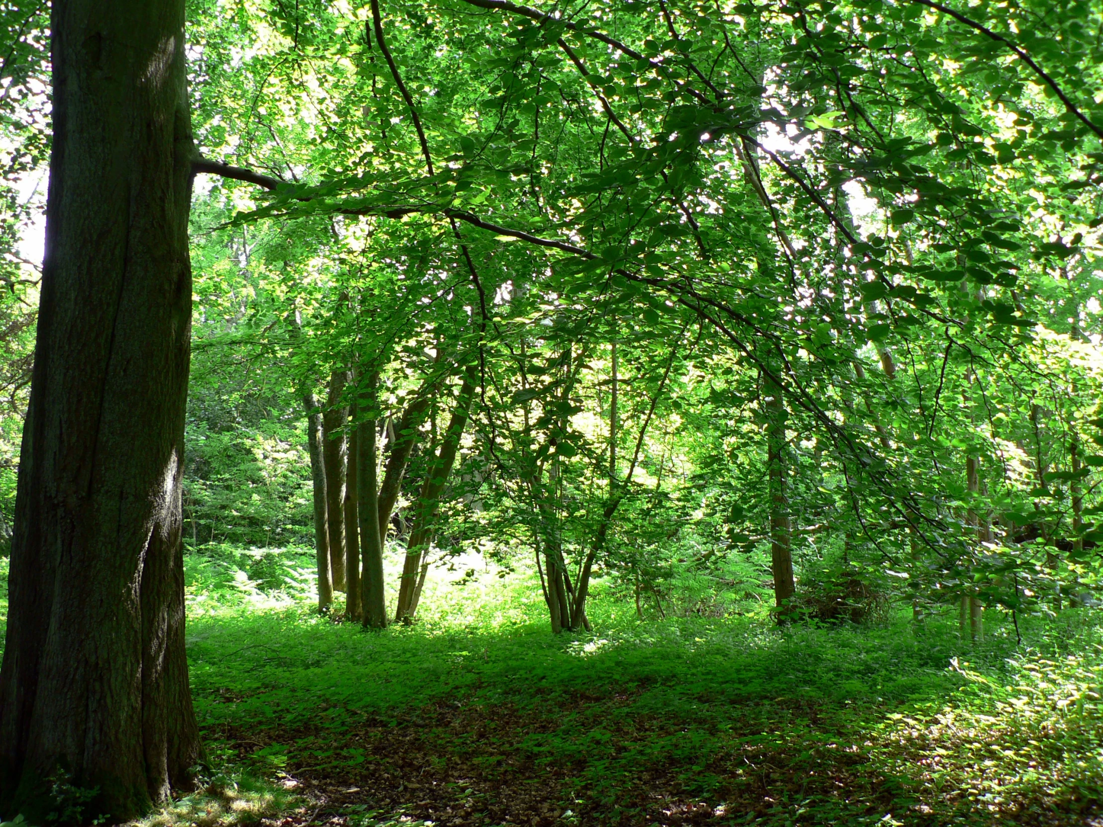 the trees in the forest have green leaves on them